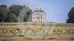 Deer in front of Klampenborg, Hermitage Hunting Lodge, Denmark