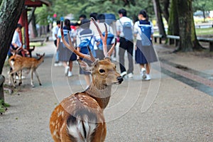 Deer in front of student and tourist at wayside of Nara park,Japan.Selective focus.