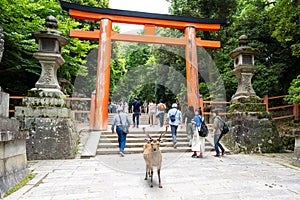 Deer in front of Torii Gate at entrance to Kasuga Taisha Shrine, Nara, Japan. Many lanterns in s row.