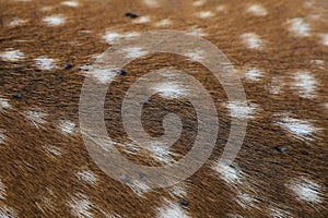 Deer fur texture, background. Wildlife