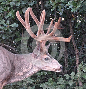 Deer with fuzzy antlers Amon the oaks