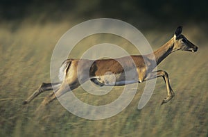 Deer galloping on savannah