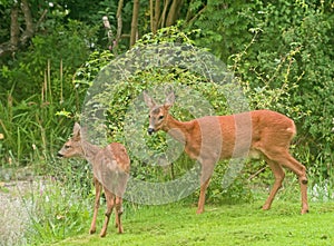 Deer in the garden.