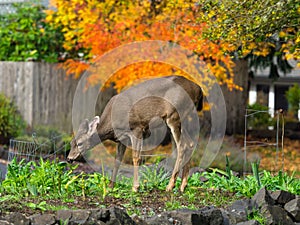 Deer In The Garden