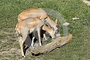 Deer goat antelope, Mammalia ruminantia
