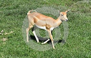 Deer goat antelope, Mammalia ruminantia