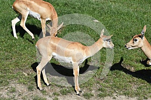 Deer goat antelope, Mammalia ruminantia