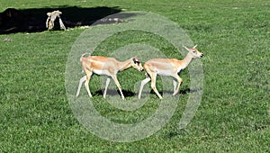 Deer goat antelope, Mammalia ruminantia photo