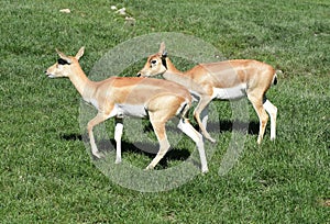 Deer goat antelope, Mammalia ruminantia photo