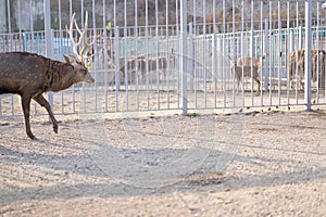 Deer goes right moving on the ground