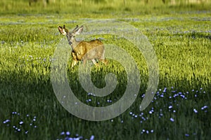Deer in the golden sunlight with blue flowers growing in the green grass