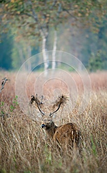 Deer with a grass on horns.