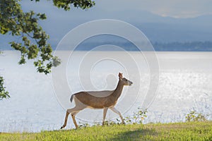 Deer on the grass lawn near the ocean