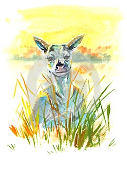 Deer in grass watercolor