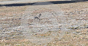 Deer in grassland