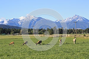 Deer Graze beneath the Rockies