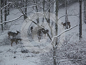 Deer Graze in the Snow