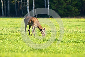 Deer grazes on meadow