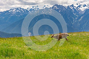 Deer grazes in a mountain meadow in Olympic National Park, Washington