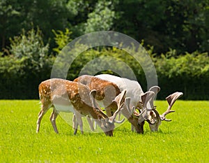 Deer grazing with antlers New Forest England UK in a field in summer