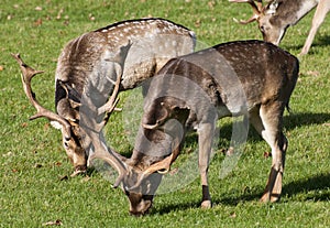 Deer Grazing in the Autumn Sunshine