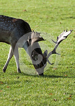 Deer Grazing in the Autumn Sunshine