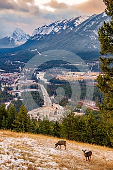 Deer Grazing By The Banff Overlook At Sunrise