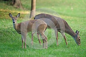 Deer grazing on grass in evening light