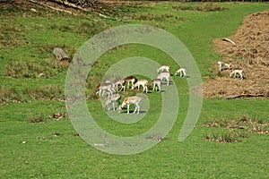 Deer grazing in the green Sevenoaks countryside