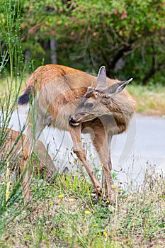 deer grazing on a green strip between roads