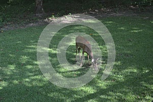 Deer grazing on a lawn