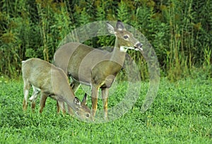 Deer Grazing In The Meadow