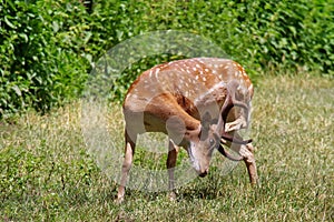 Wild animal. Deer in green grass photo