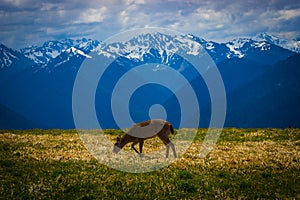 Deer grazing on meadow with mountain landscape at Hurricane Ridge