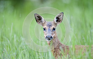 Deer in the green grass