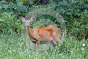 Deer in green grass