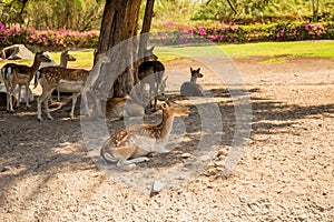 Deer in the Guadalajara Zoo photo