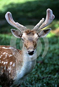 Deer