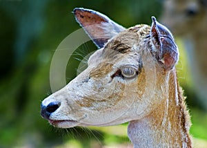The deer head