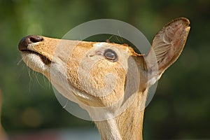 Deer head