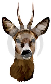 Deer head