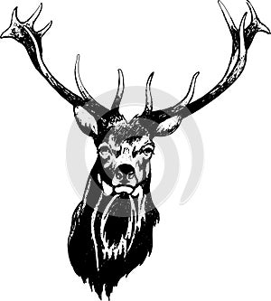 Deer head