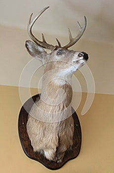 Deer head