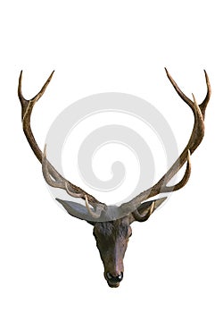 Deer head with antlers