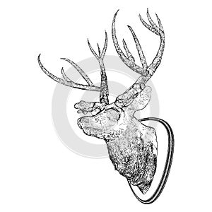 Deer Head With Antlers Vector. Isolated On White Background. A Vector Illustration Of An Deer Head.