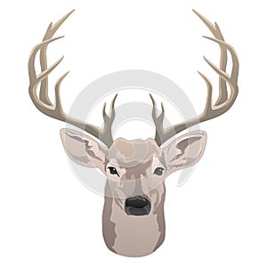 Deer head, beautiful buck with antlers color isolated vector illustration