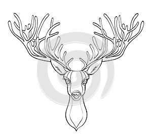 Deer head. Beautiful horns. speaking look. Vector illustration