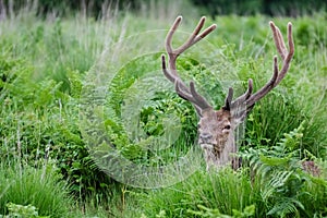 Deer jeleÃâ rogacz