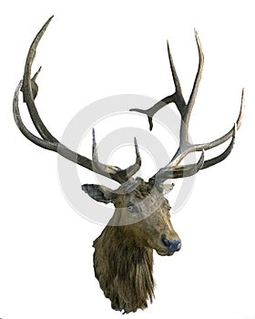 Deer Head isolated on white