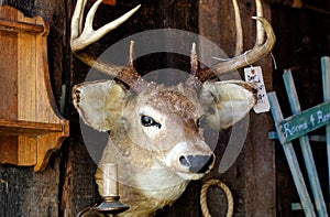 Deer head for sale